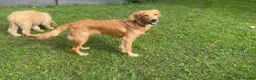 Golden Retriever dogs for sale: A BEAUTIFUL GOLDENDOODLE BOY - Advert 1