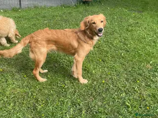 Golden Retriever dogs for sale: A BEAUTIFUL GOLDENDOODLE BOY - Advert 1