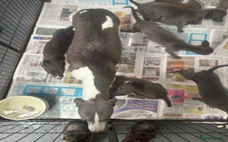 Whippet dogs for sale: Top Quality KC Reg Blue Whippet Puppies - Image 10