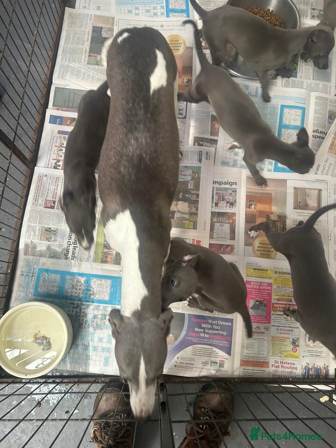 Whippet dogs for sale: Top Quality KC Reg Blue Whippet Puppies - Image 10