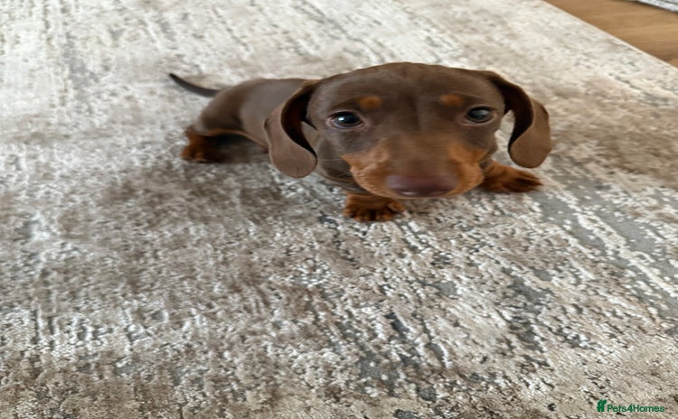 Dachshund dogs - Advert 1