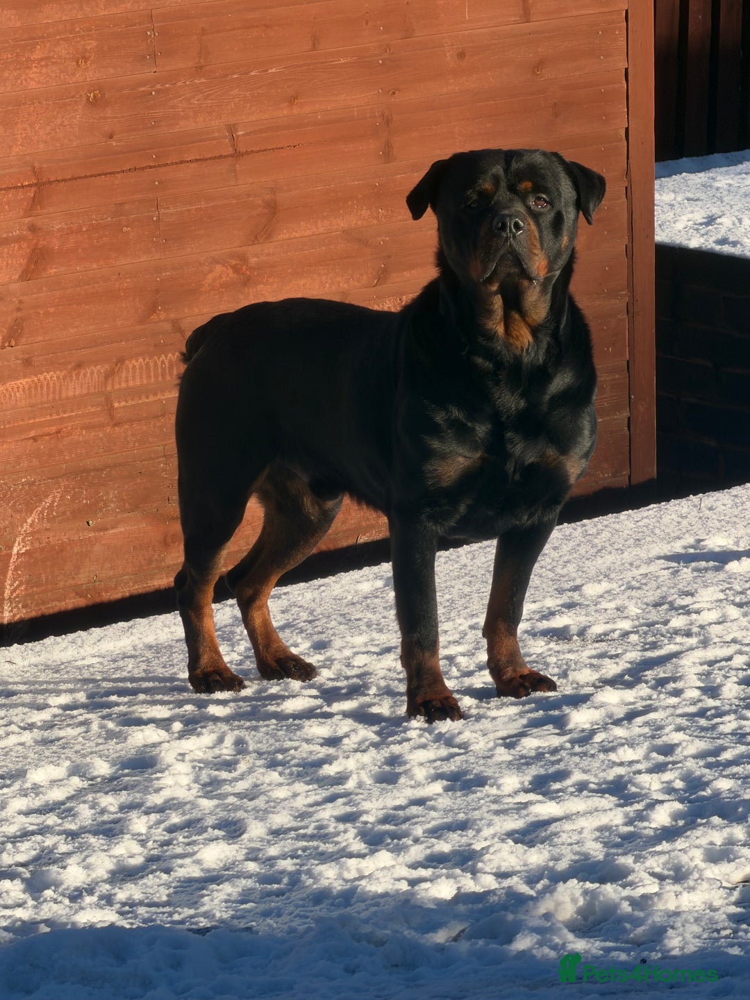 Rottweiler dogs for sale: Champion Bloodline Old School Rottwieler! - Advert 1