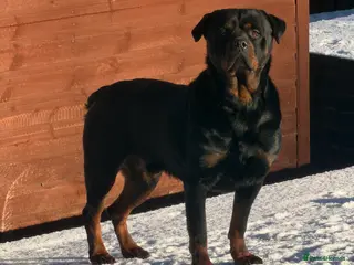 Rottweiler dogs Champion Bloodline Old School Rottwieler! - Advert 15