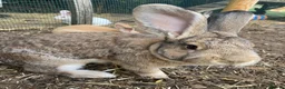 Continental Giant rabbits for sale: 🐰 GORGEOUS 14-MONTH-OLD CONTINENTAL GIANT BUCK - Advert 4