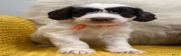 Mixed Breed dogs for sale: Ready Sunday, Miss Red, Mini MegaCoat Schnockerpoo - Advert 12