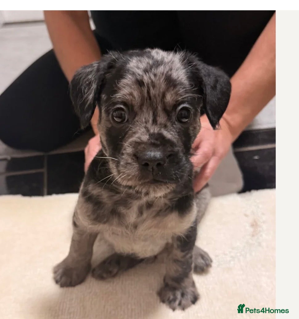 Mixed Breed dogs Froodle Puppies  - Advert 1