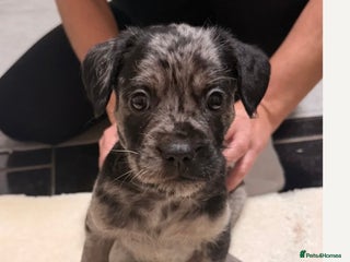 Mixed Breed dogs Froodle Puppies - Advert 1