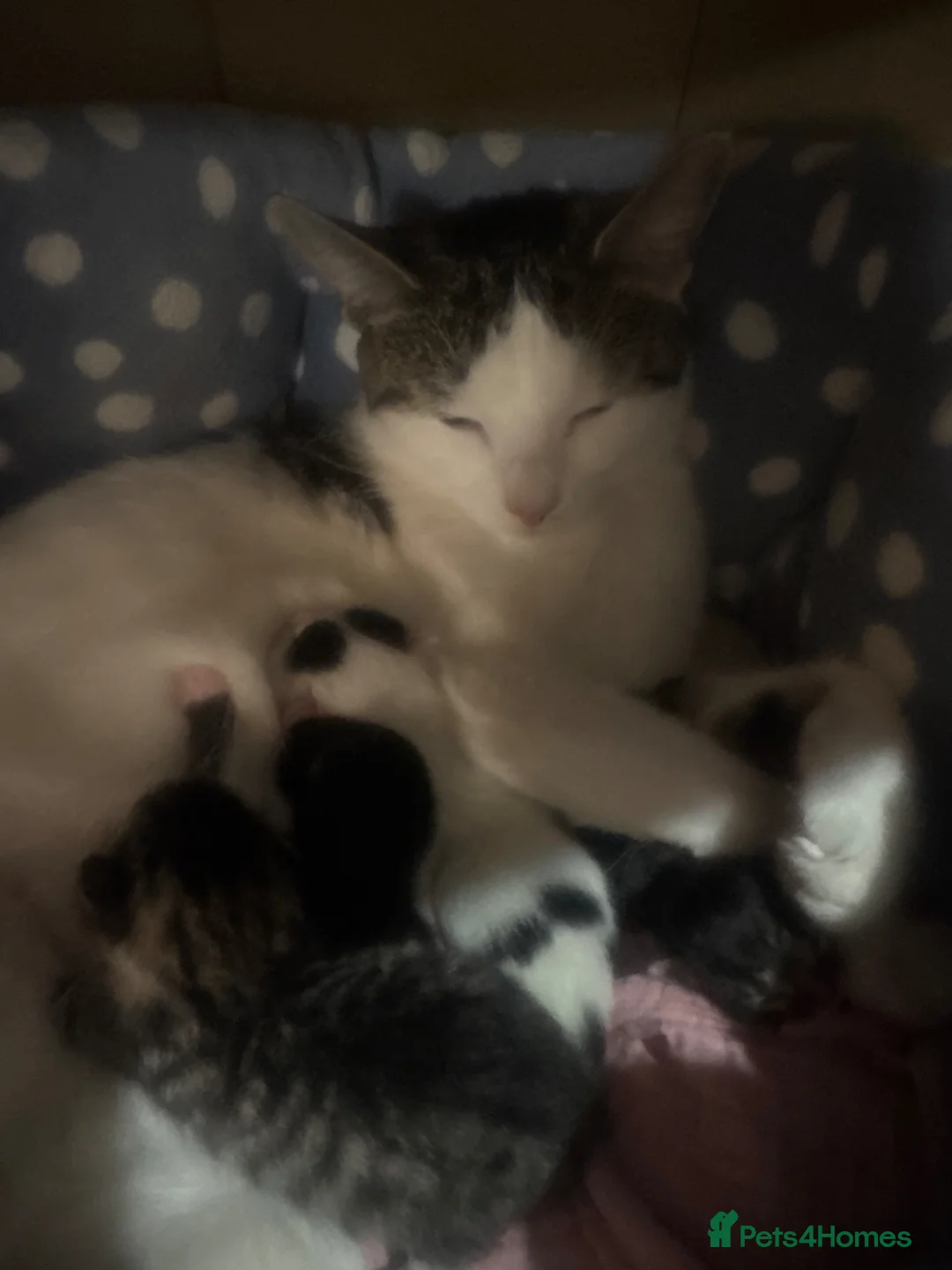 Mixed Breed cats for sale: Long hair kitten - Advert 3