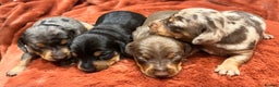 Miniature Dachshund dogs for sale: Miniature Dachshund puppies for sale - Advert 2