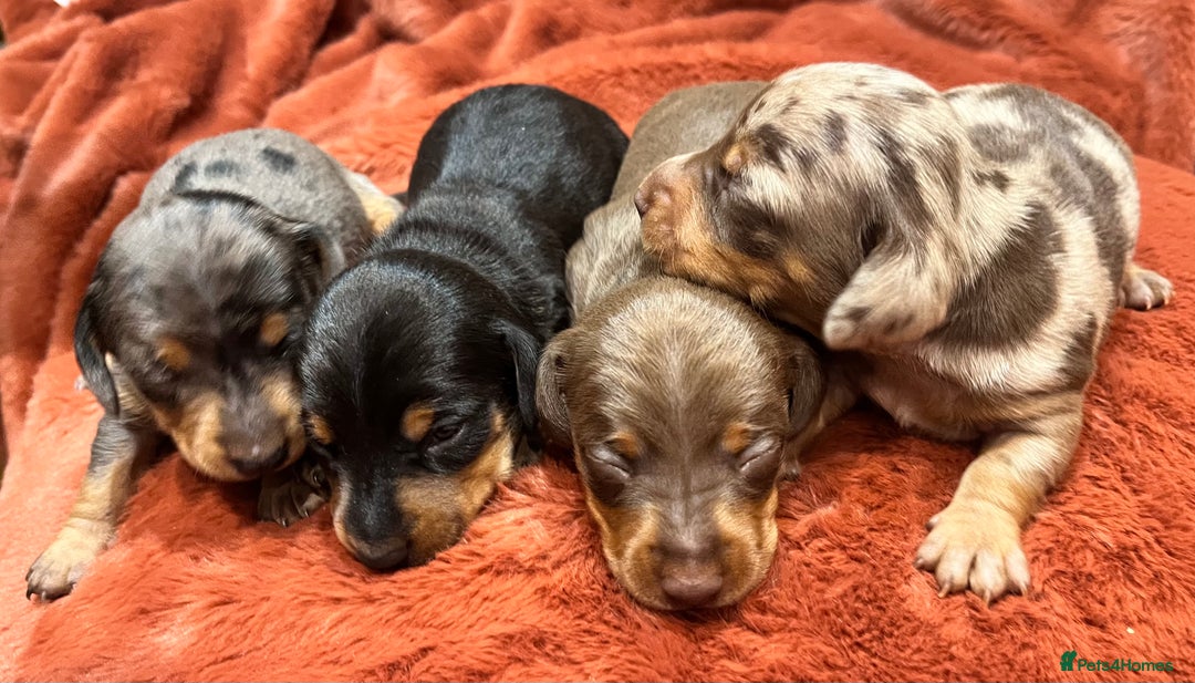 Miniature Dachshund dogs for sale: Miniature Dachshund puppies for sale - Advert 2