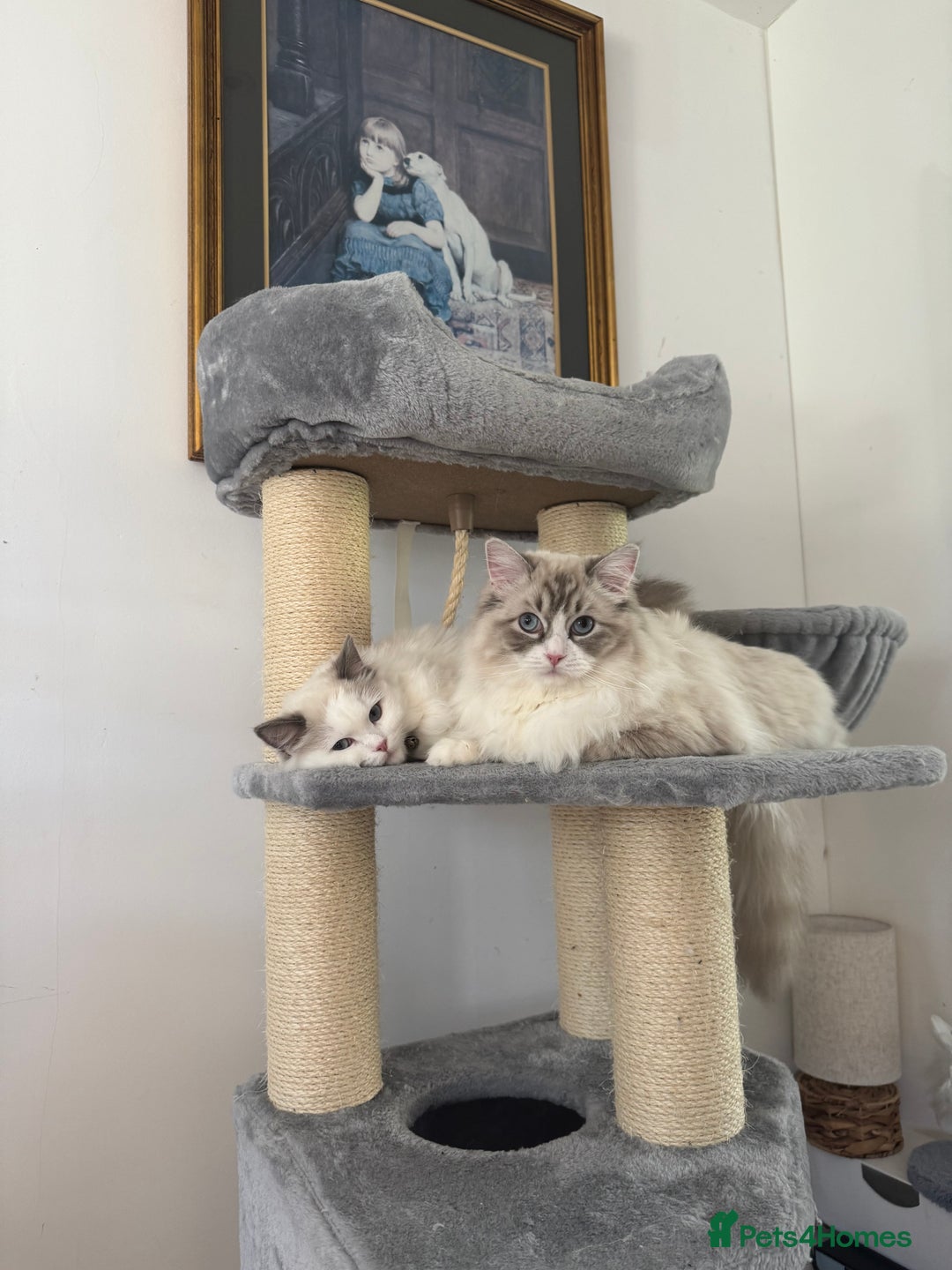Ragdoll cats for sale: X1 male kitten ready to be loved  - Image 7