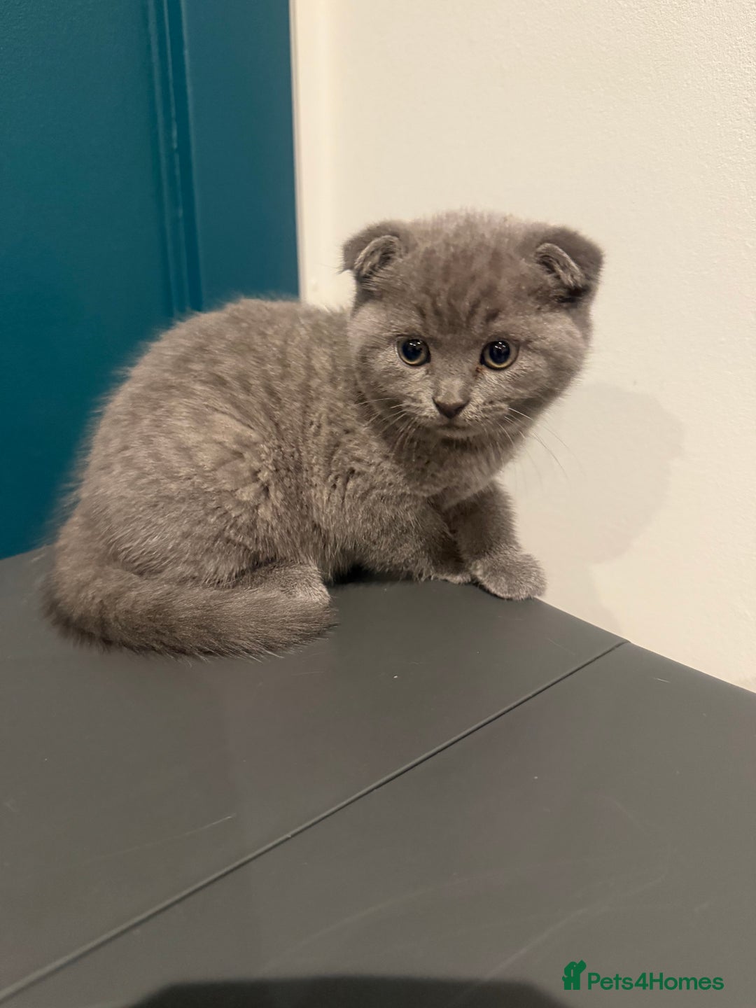 Scottish Fold cats for sale: Scottish Fold Kittens  - Image 14