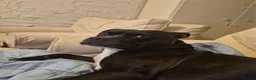 Staffordshire Bull Terrier dogs for sale: A loving boy who needs his forever home  - Advert 6