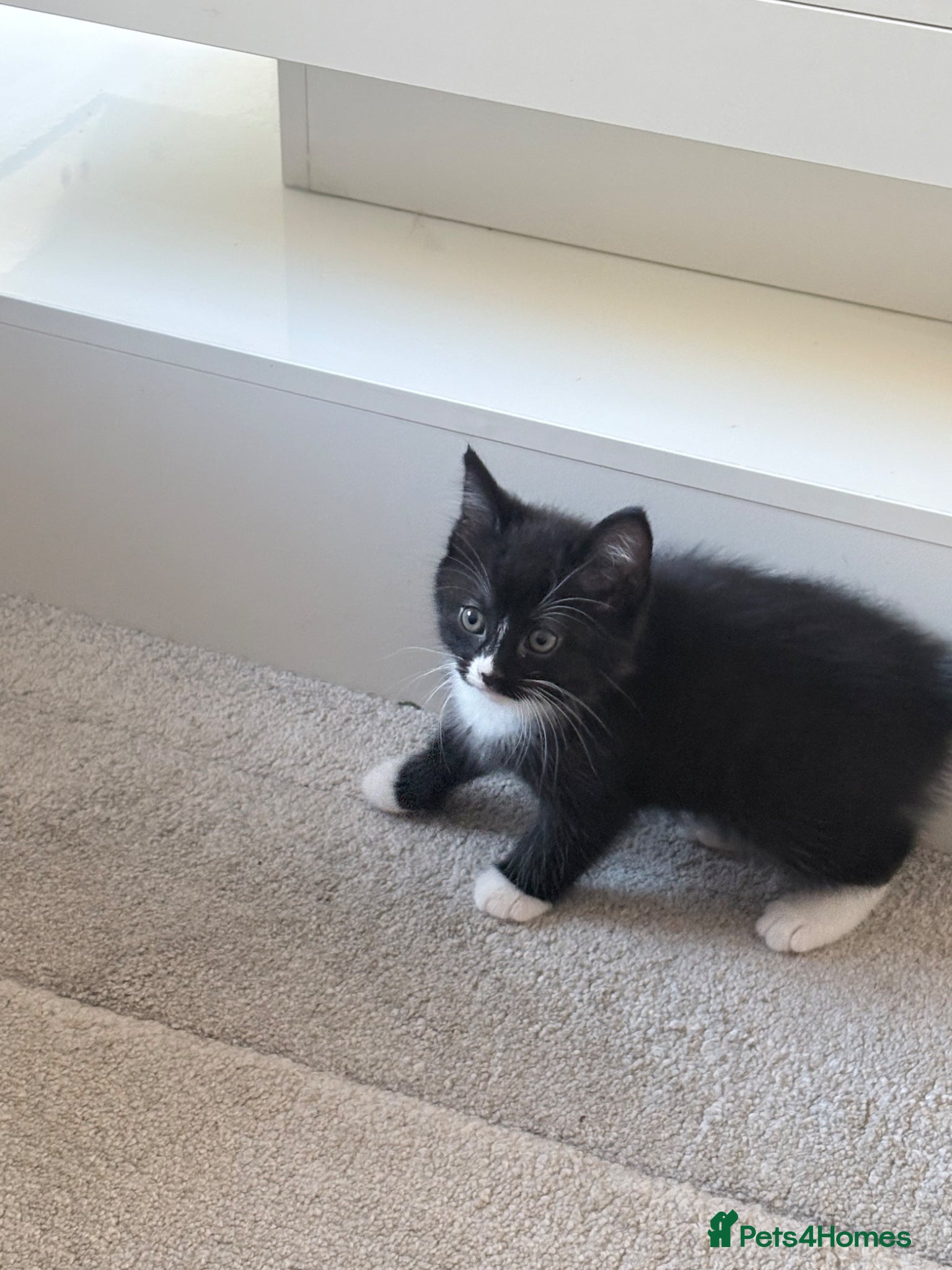 Mixed Breed cats for sale: 2 little boy kittens ready to be homed - Advert 4