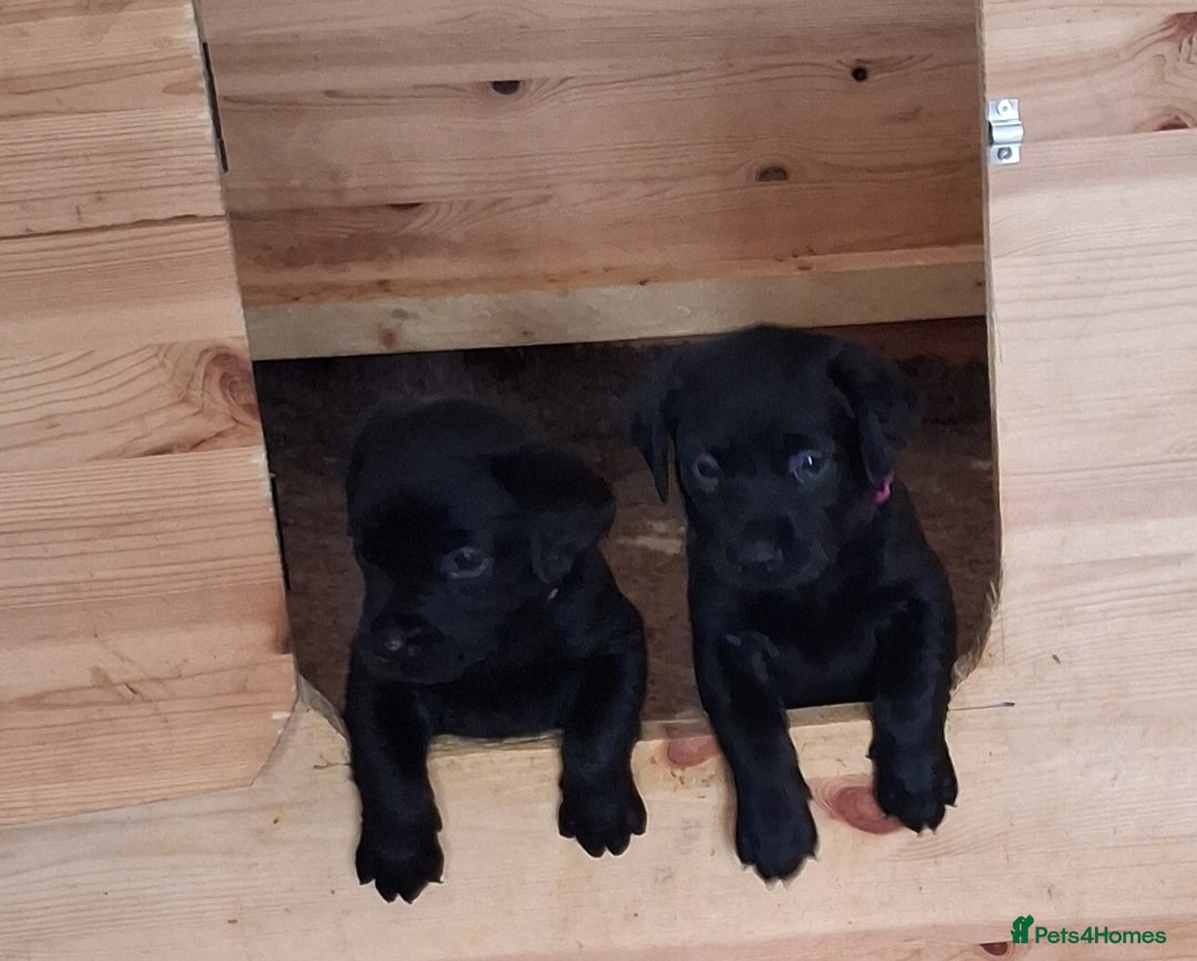 Labrador Retriever dogs for sale: Superb litter for working/competition/pet - Image 15