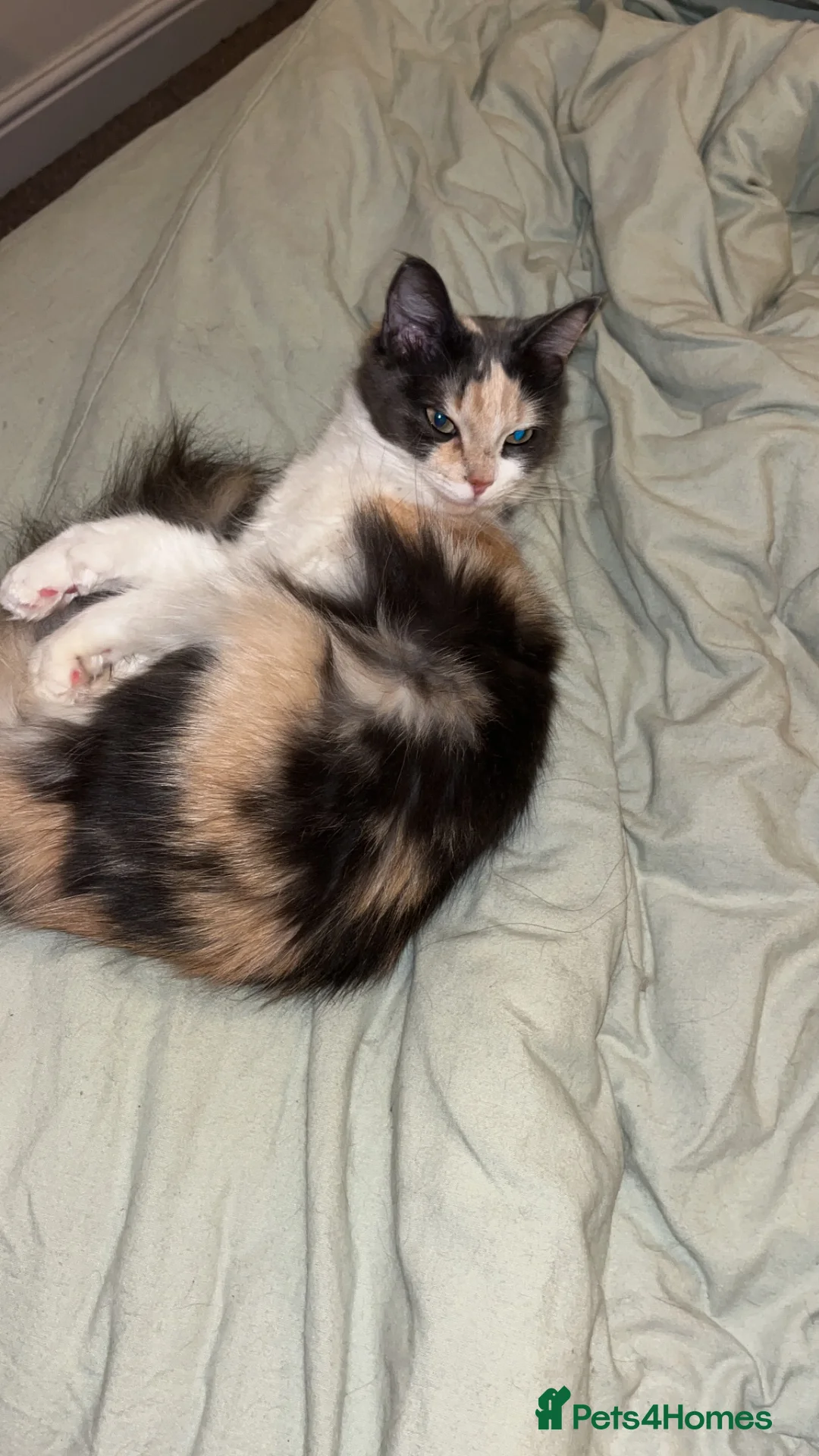 Ragdoll cats for sale: 1 left! Ginger male! main coon x ragdoll kittens - Advert 2