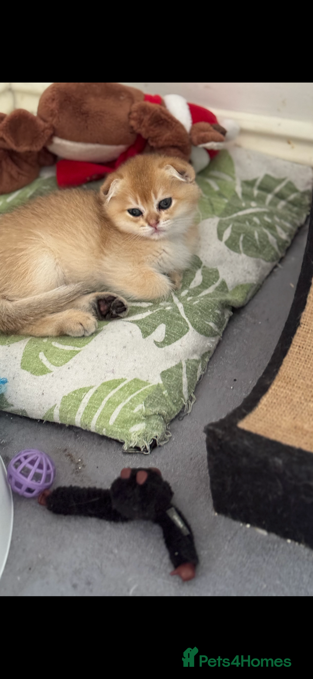 Scottish Fold cats for sale: purebred kittens Gold Scottish Fold Chinchilla - Image 15