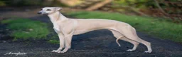 Whippet dogs for sale: KC Registered Whippet Puppies - Advert 2