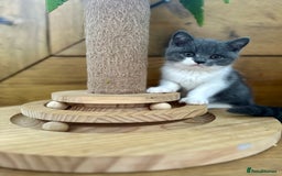 British Shorthair cats for sale: Pedigree British Shorthair Kittens - Image 37
