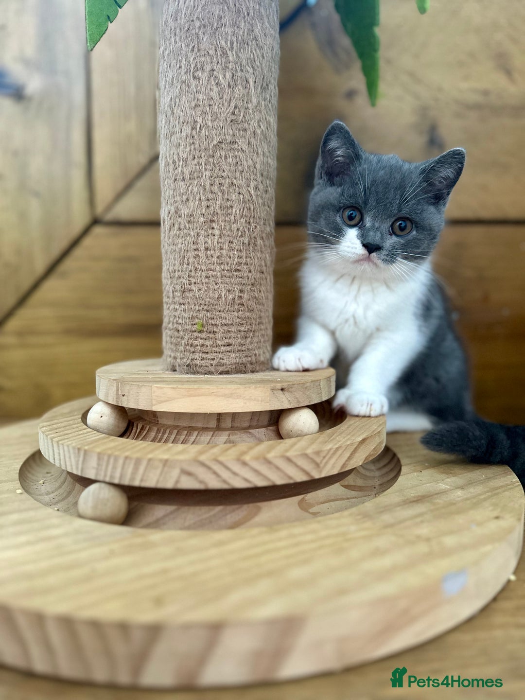 British Shorthair cats for sale: Pedigree British Shorthair Kittens - Image 37