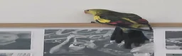 Parakeets birds for sale: Rock pebbler/ regent parrot in Congleton - Advert 4