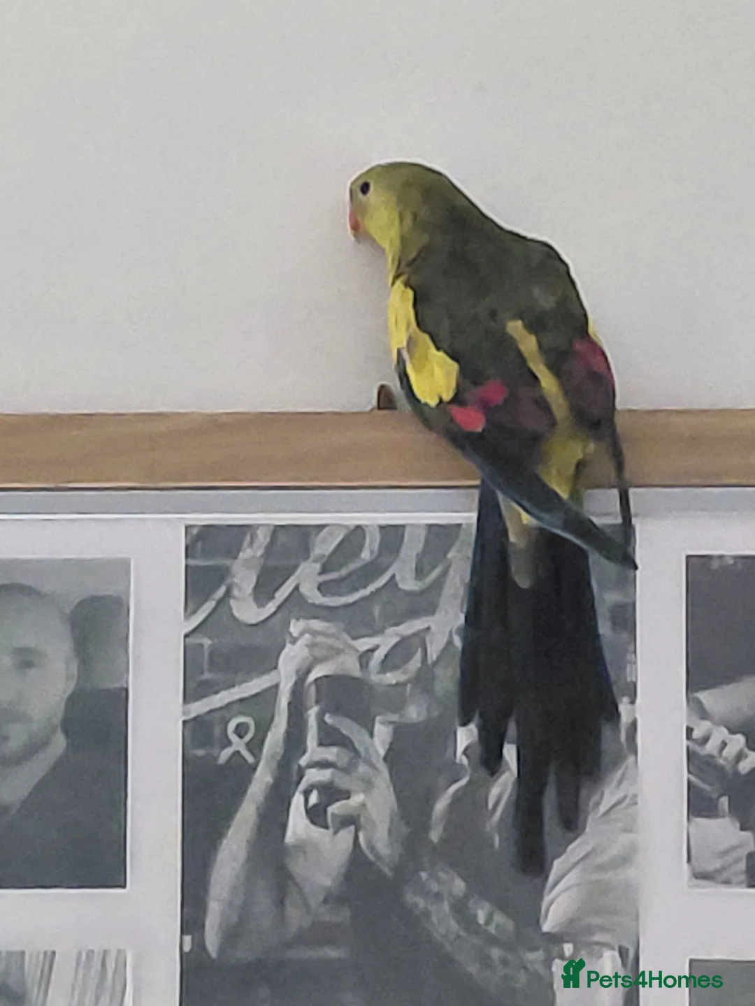 Parakeets birds for sale: Rock pebbler/ regent parrot in Congleton - Advert 4