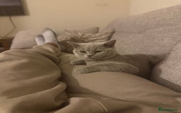 British Shorthair cats for sale: British Shorthair kittens Lilac/Blue 3 Girls 1 Boy - Image 36