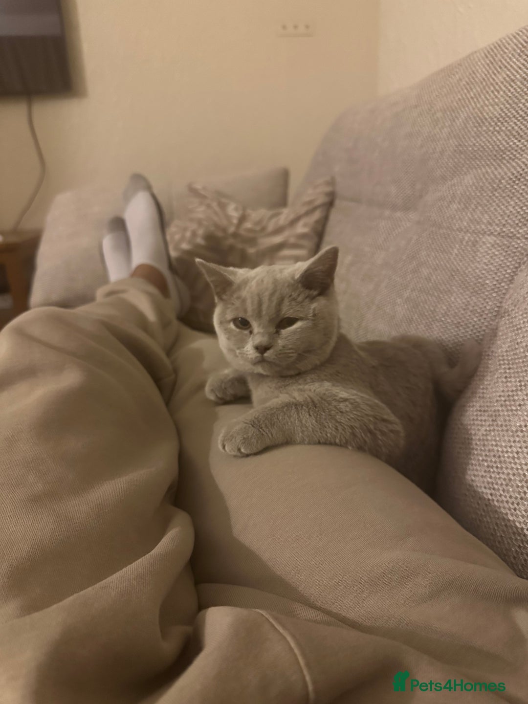 British Shorthair cats for sale: British Shorthair kittens Lilac/Blue 3 Girls 1 Boy - Image 36