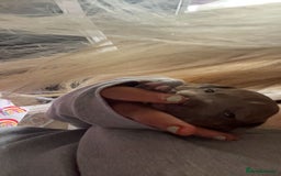 Mixed Breed dogs for sale: Beautiful pups  - Advert 21