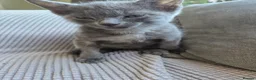 Mixed Breed cats for sale: BRITISH BLUE MIX READY NOW - Advert 3