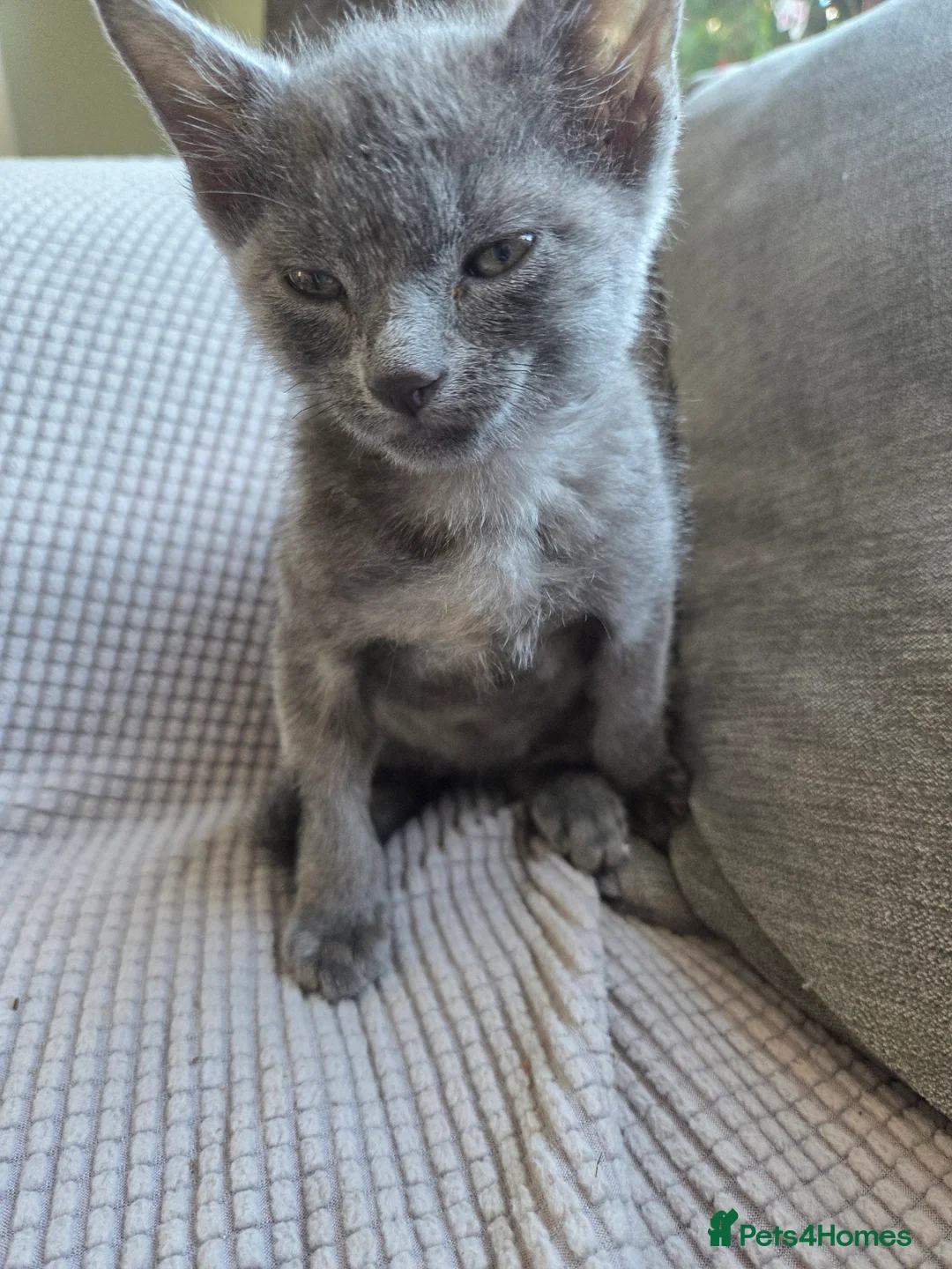 Mixed Breed cats for sale: BRITISH BLUE MIX READY NOW - Advert 3