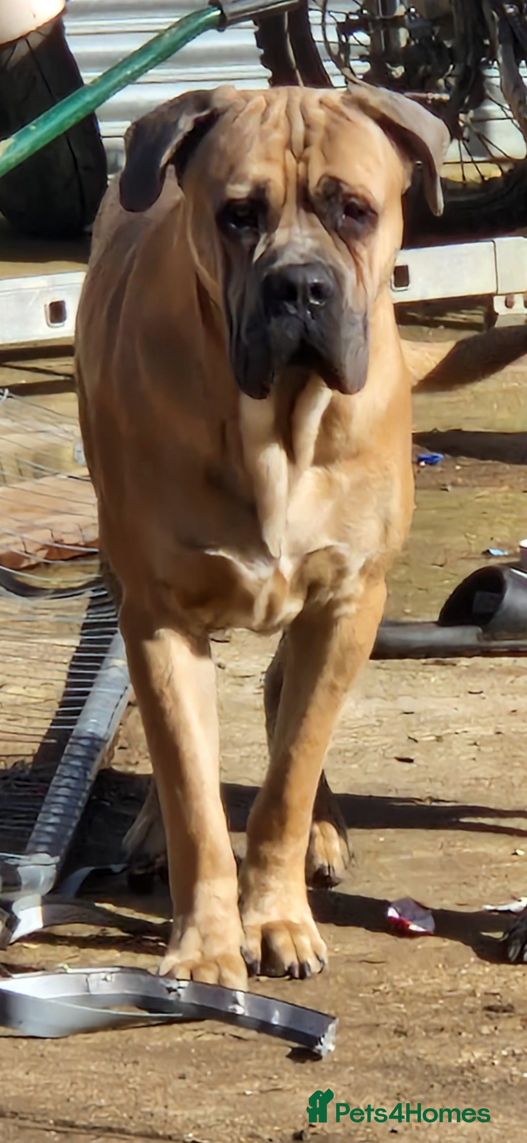 Cane Corso dogs for sale: Beautiful Cane Corsos READY TO GO - Image 7