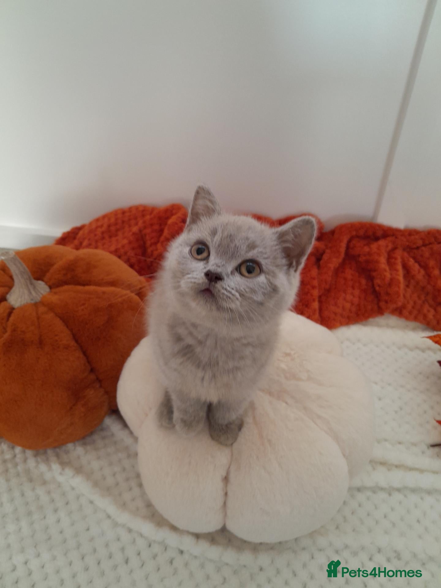 British Shorthair cats for sale: Adorable GCCF Ready British Shorthair Kittens - Advert 1