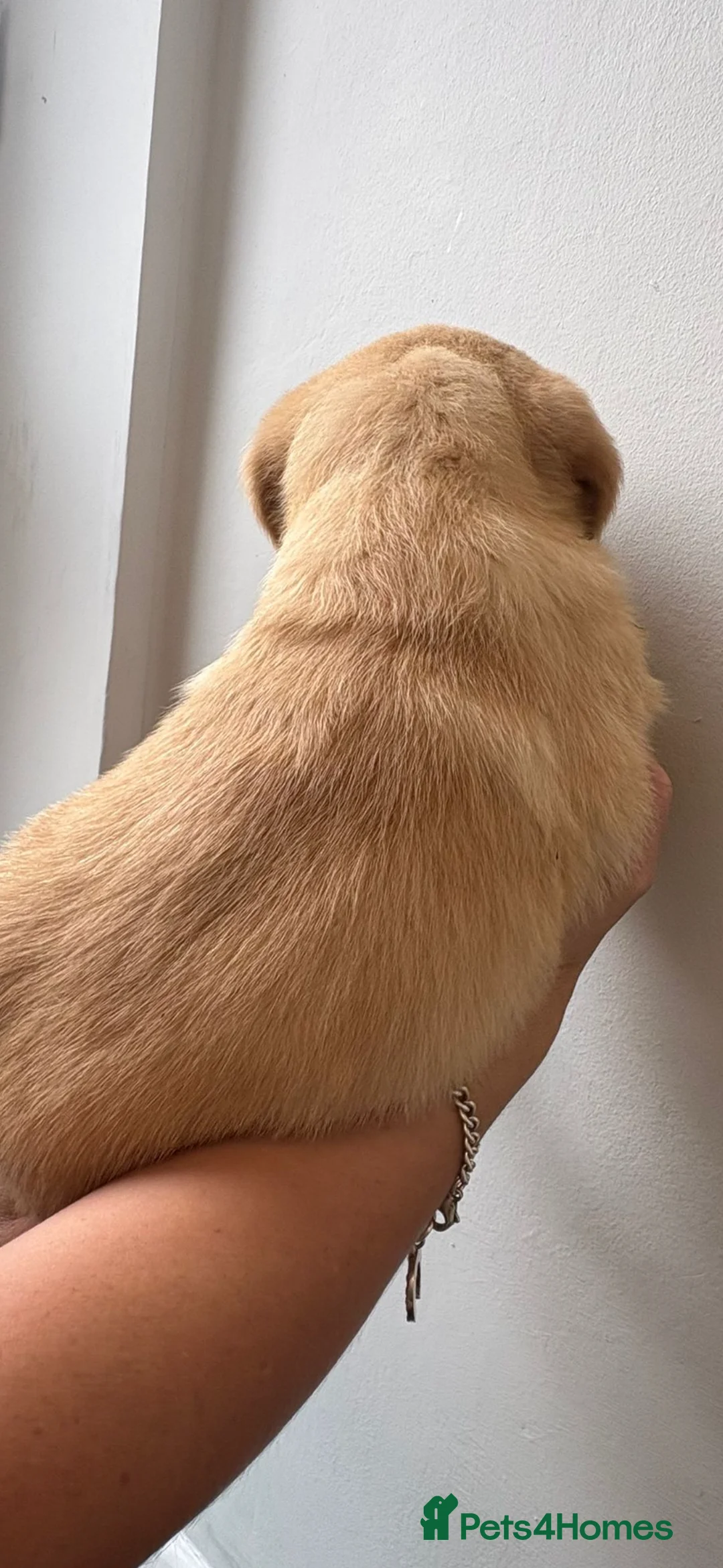 Labrador Retriever dogs for sale: Labrador pups - Advert 12