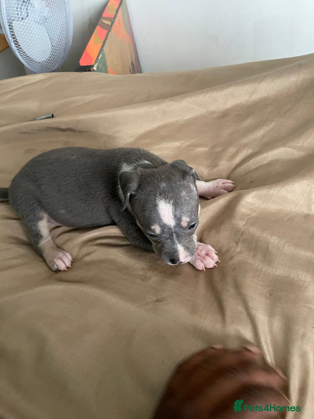 American Bully dogs for sale: Beautiful American bully puppies for sale - Image 6