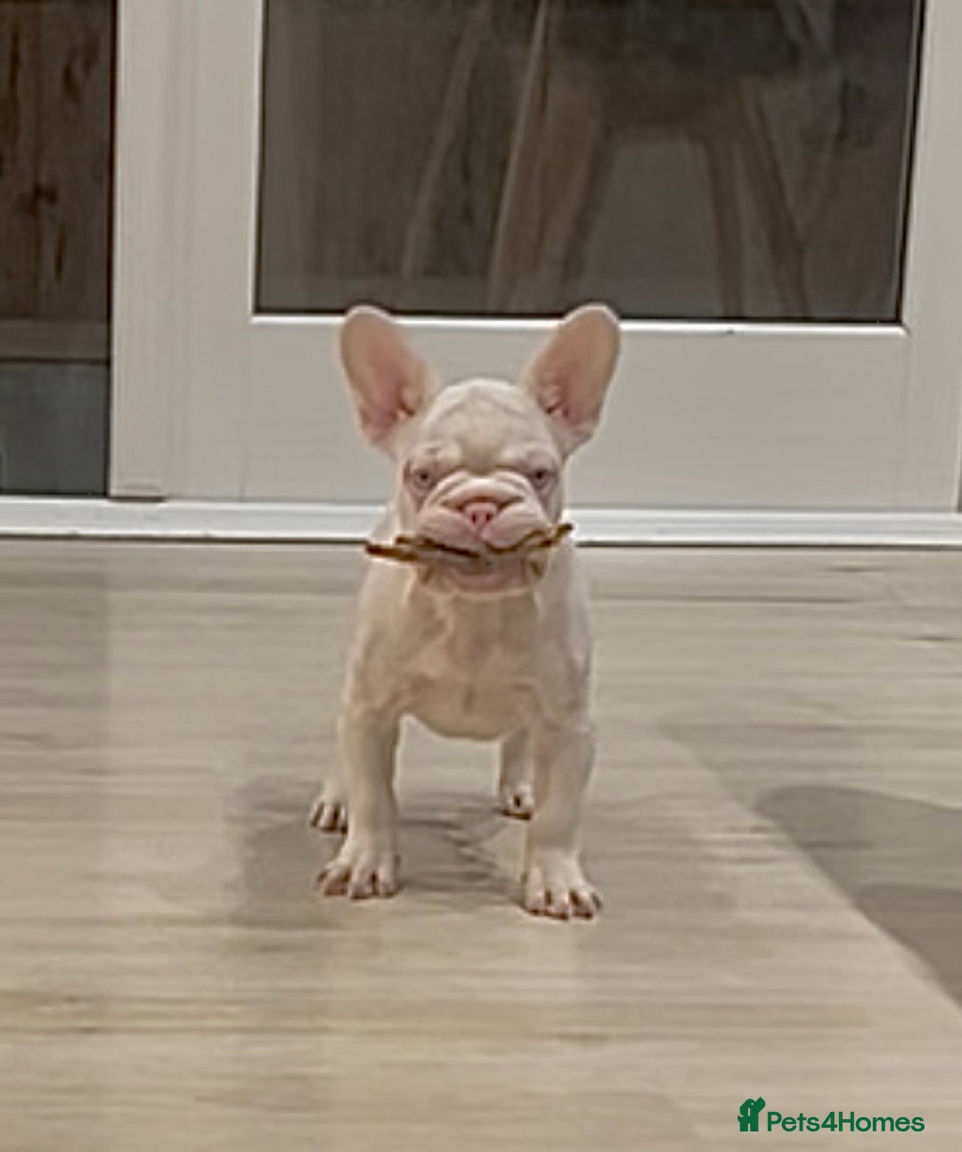French Bulldog dogs for sale: KC reg 4 panel health test + DNA Male Frenchie Pup - Advert 10