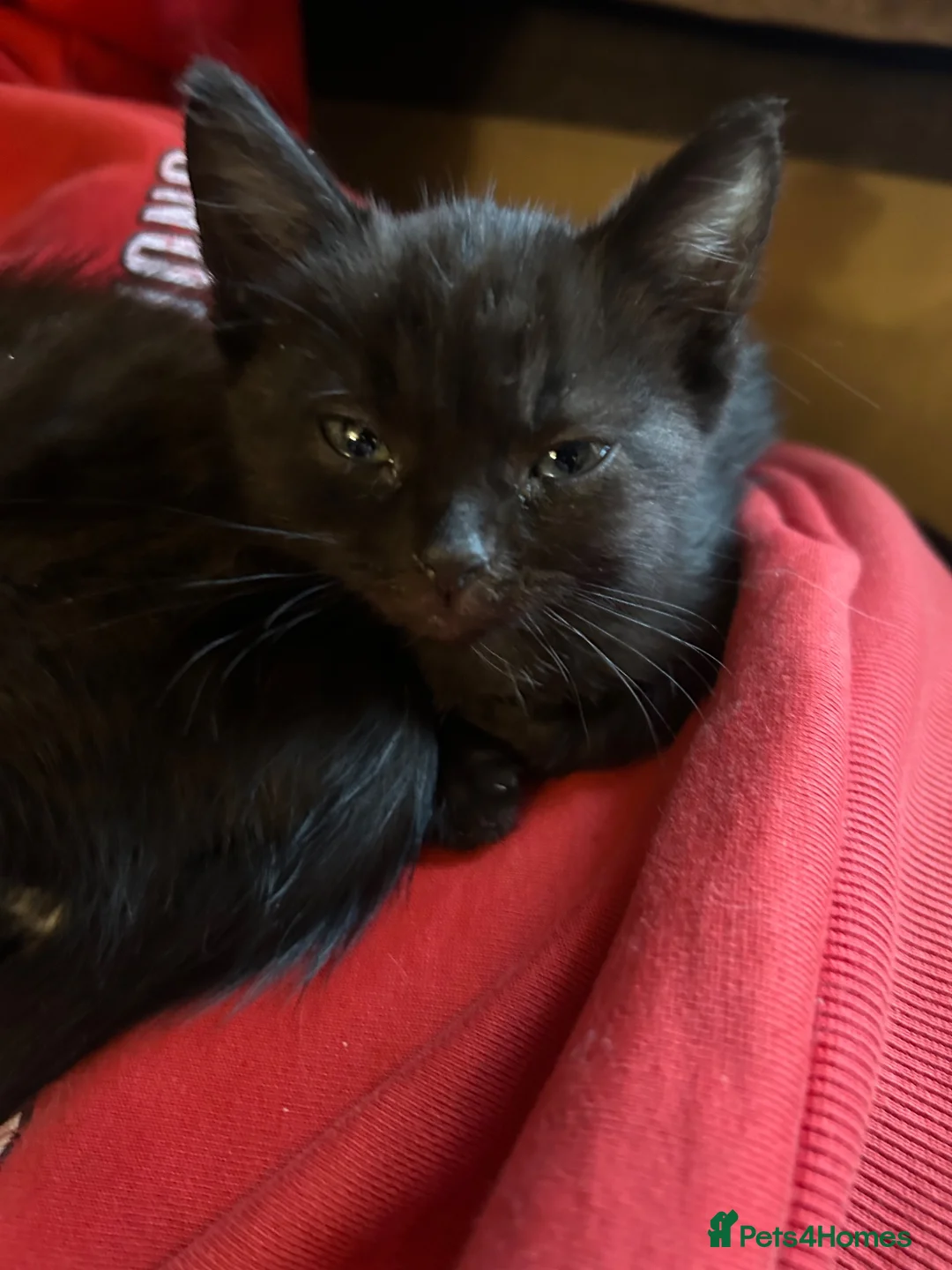 Mixed Breed cats for sale: 2 kittens left!  - Advert 3