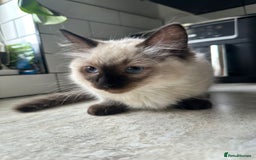 Ragdoll cats for sale: 🐾 Ragdoll Kittens Ready for Their Forever Homes  - Image 5