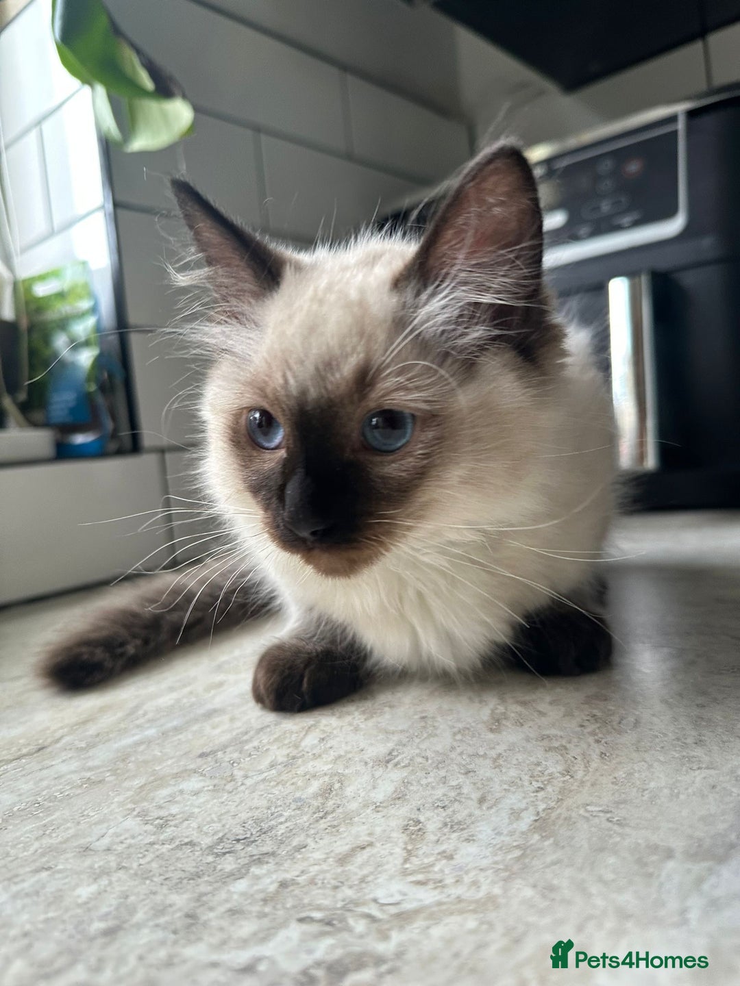 Ragdoll cats for sale: 🐾 Ragdoll Kittens Ready for Their Forever Homes  - Image 5