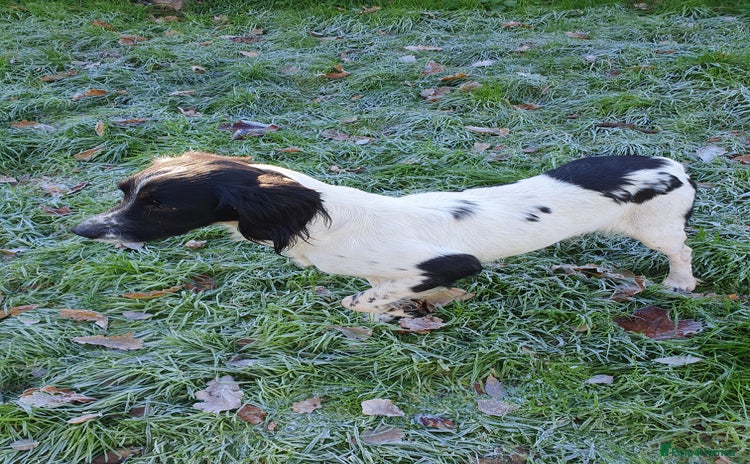 English Springer Spaniel dogs Springer spaniel bitch - Advert 1