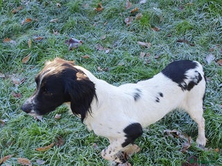 English Springer Spaniel dogs Springer spaniel bitch - Advert 2