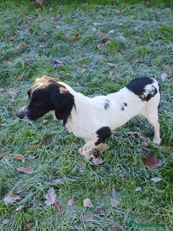 English Springer Spaniel dogs Springer spaniel bitch - Advert 1