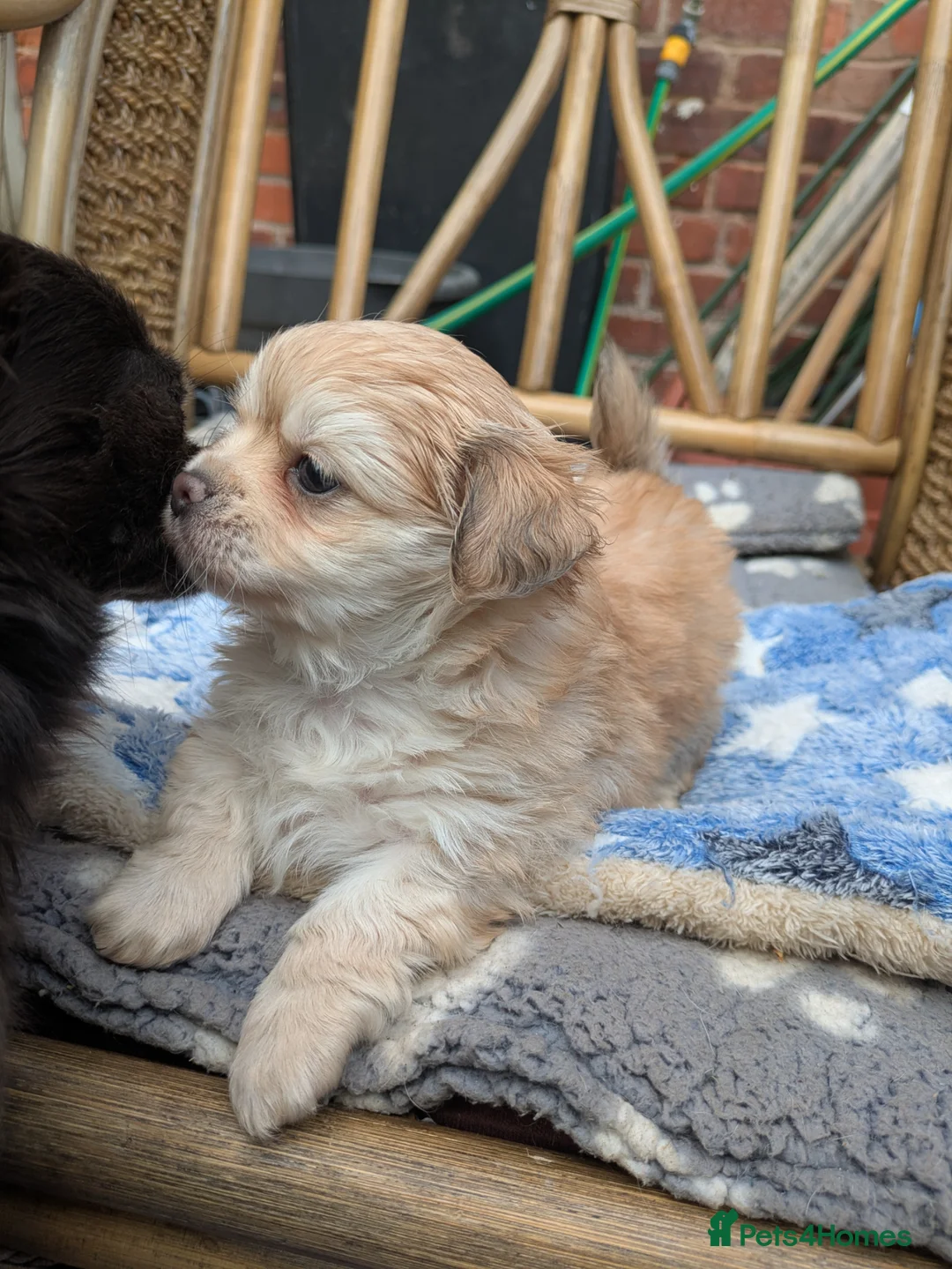 Chihuahua dogs for sale: Longhaired pedigree chihuahuas - Advert 1