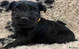 Miniature Schnauzer dogs for sale: Miniature schnauzers pups - Image 16