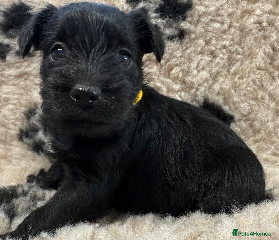 Miniature Schnauzer dogs for sale: Miniature schnauzers pups - Image 16