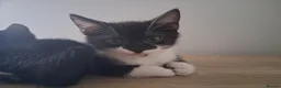 Mixed Breed cats for sale: Black tabby kittens - Advert 10