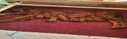 Irish Setter dogs for sale: KC registered Irish Setter puppies - Advert 3