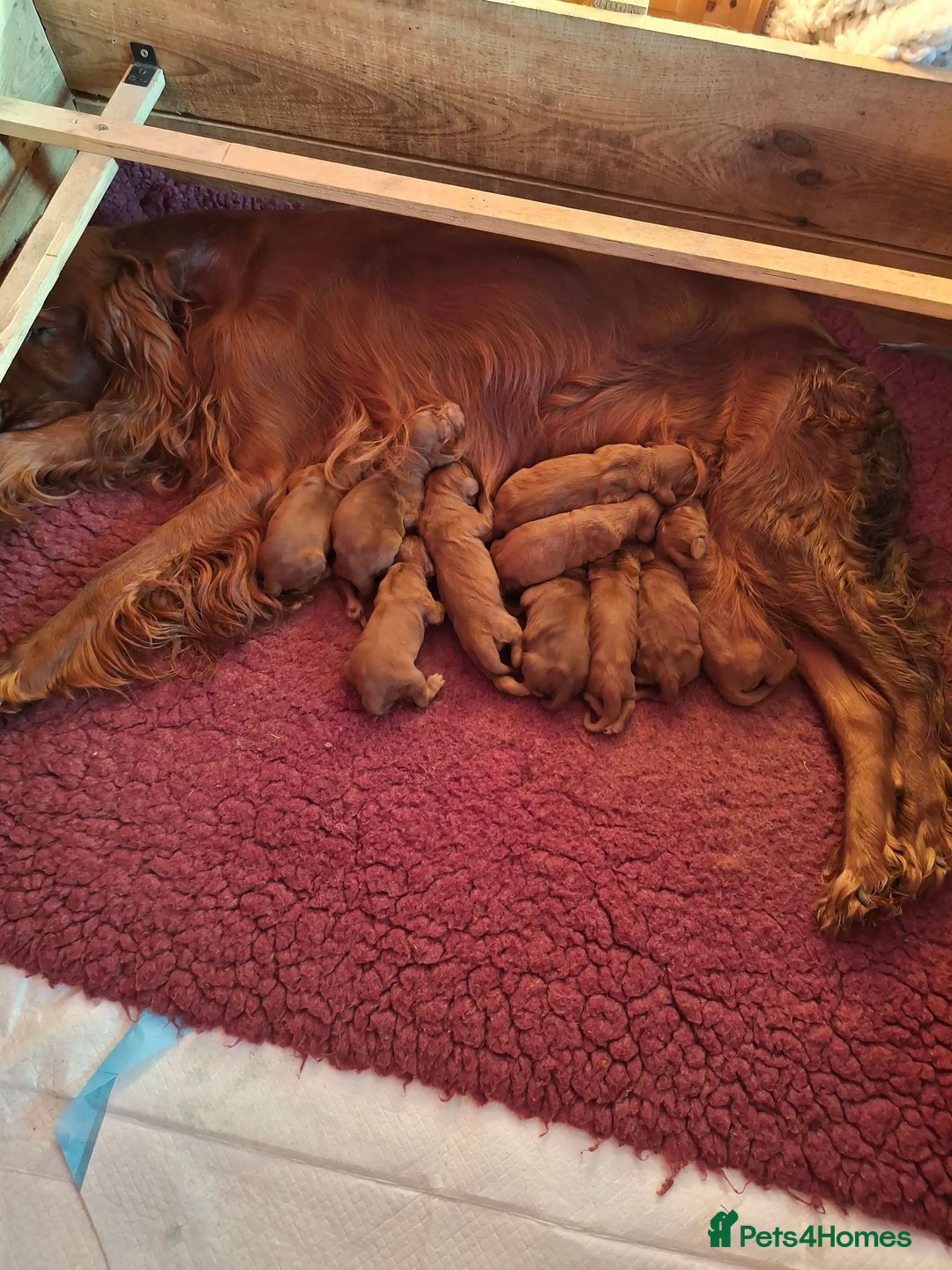 Irish Setter dogs for sale: KC registered Irish Setter puppies - Advert 3