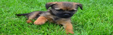 Border Terrier 3