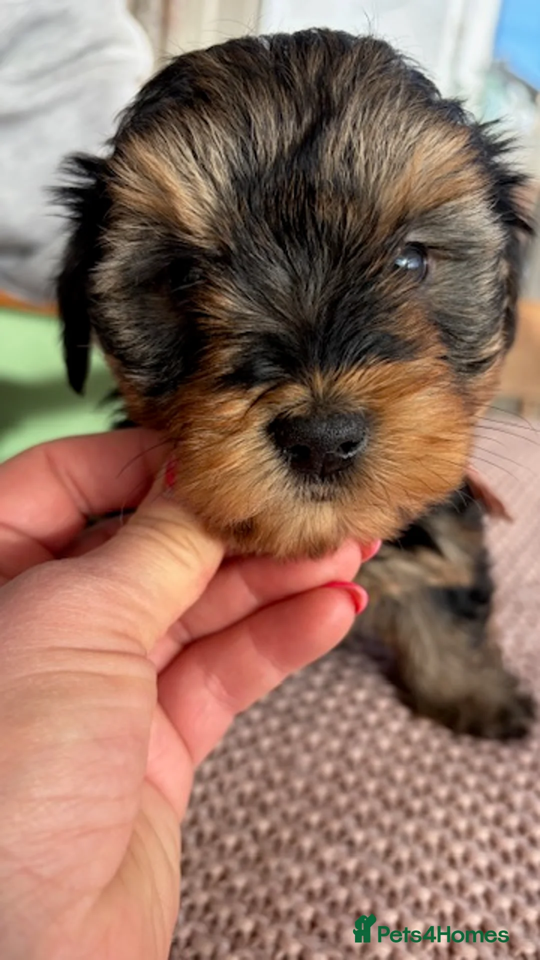Yorkiepoo dogs for sale: Yorkipoos  - Advert 10